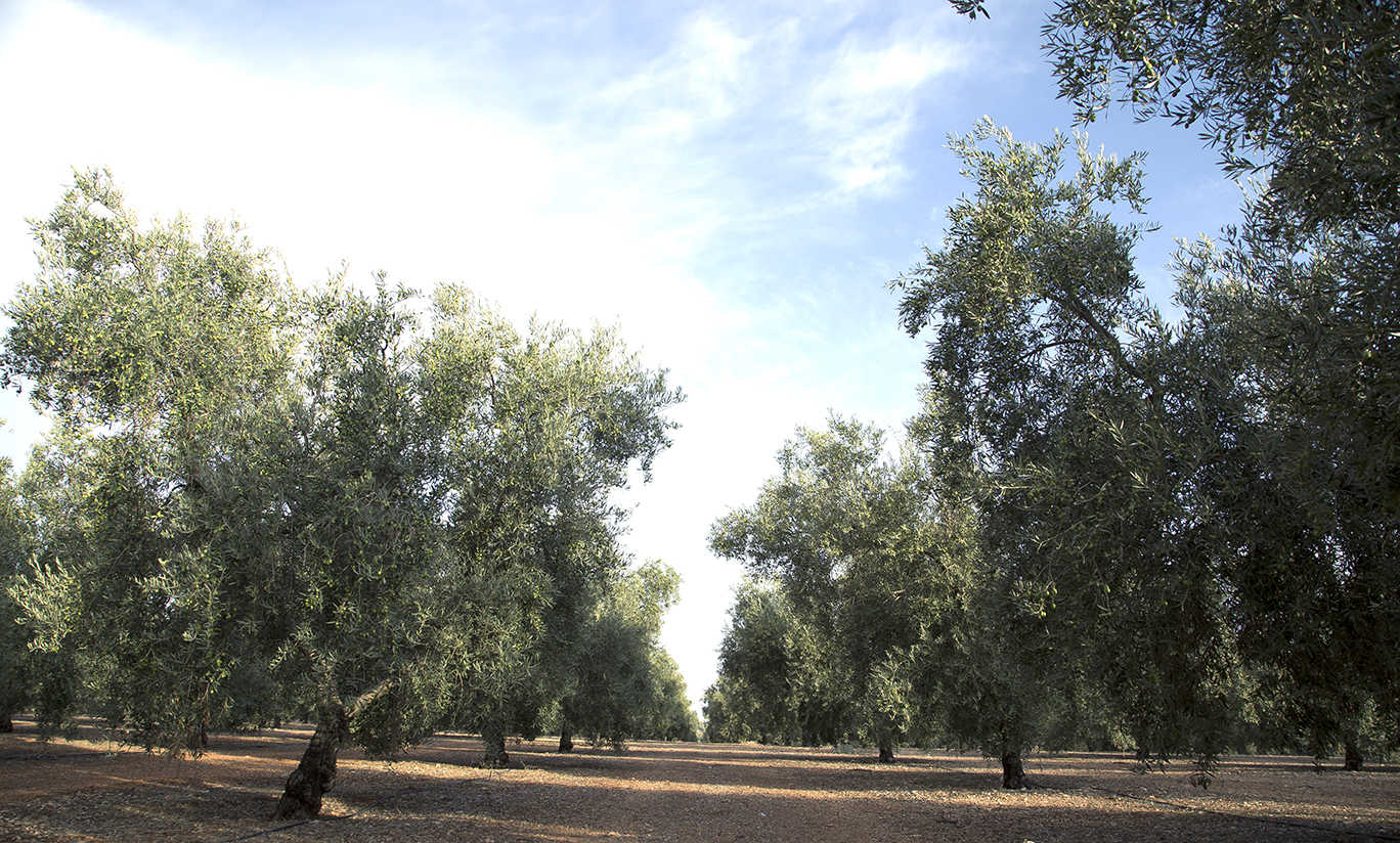 el olivo ralentiza la desertización