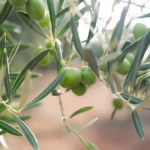 variety of olive Hojiblanca