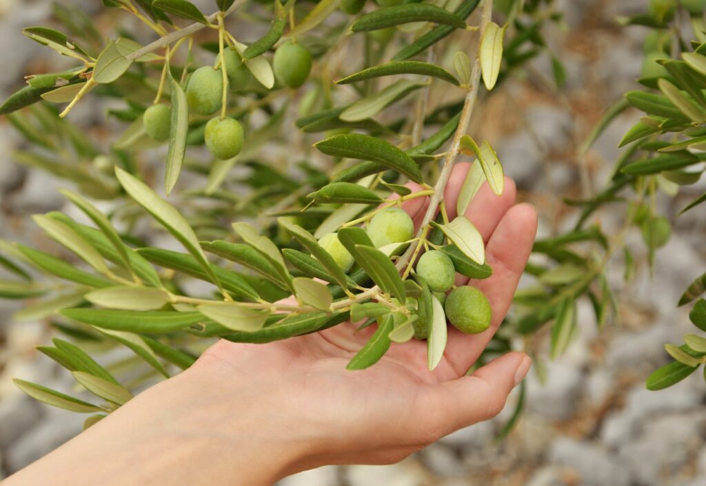 Aceitunas Hojiblanca|Aceitunas Hojiblanca||Aceitunas Hojiblanca en mano||