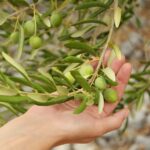 Aceitunas Hojiblanca|Aceitunas Hojiblanca||Aceitunas Hojiblanca en mano||