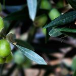 Production and Export Aceitunas Torrent|Torrent olives Production and Export