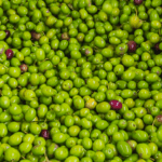 the olive harvest