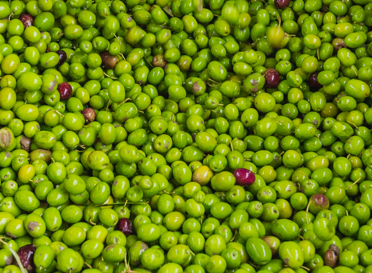 the olive harvest