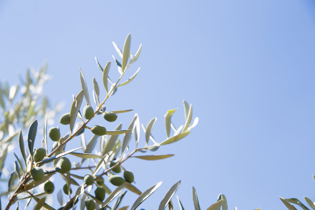 Rama de olivo con aceitunas