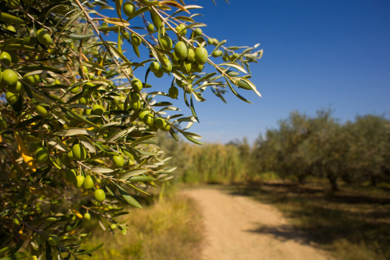 everything-about-the-olive-tree-its-history-varieties-and